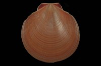 藏品(日月蛤)的圖片